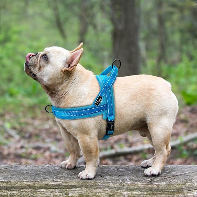 Easy to Put On Dog Harness for Harness-Anxious Dogs
