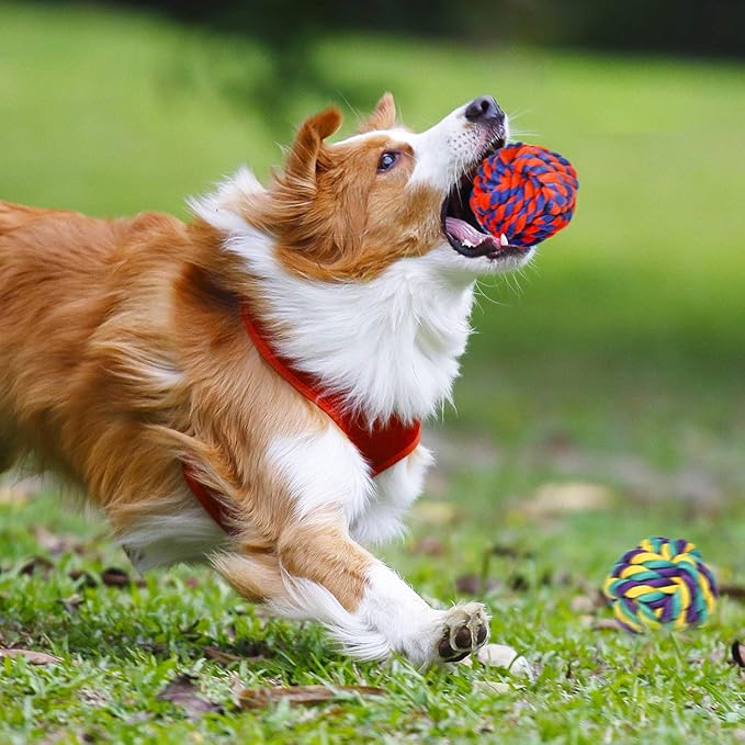 Great Chew Toys That Last